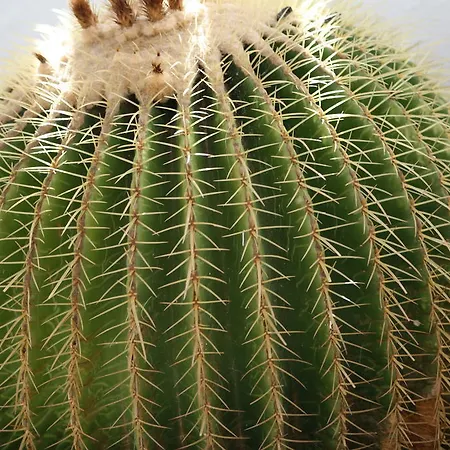 Appartement Canaima *